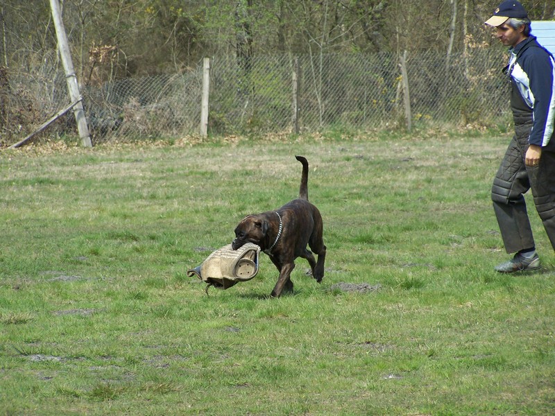 Publication : di Tagliamento