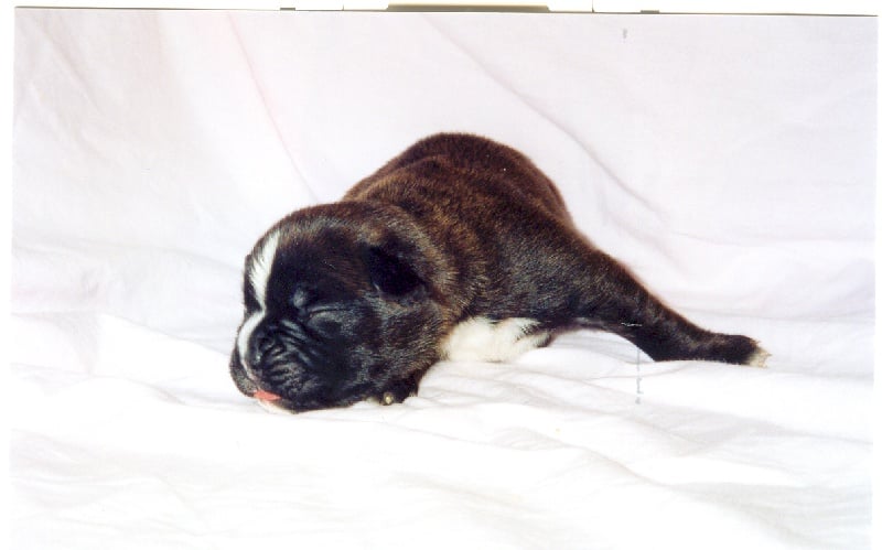 Publication : di Tagliamento