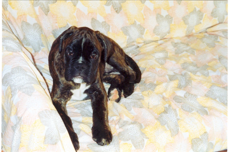 Publication : di Tagliamento