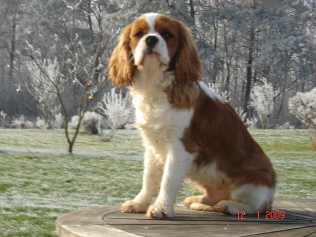 Publication : du Mont D'Alesia Auteur : Jeannine Linek