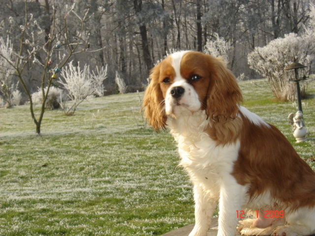 Publication : du Mont D'Alesia Auteur : Jeannine Linek