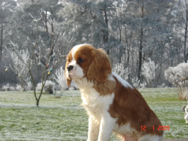 Publication : du Mont D'Alesia Auteur : Jeannine Linek