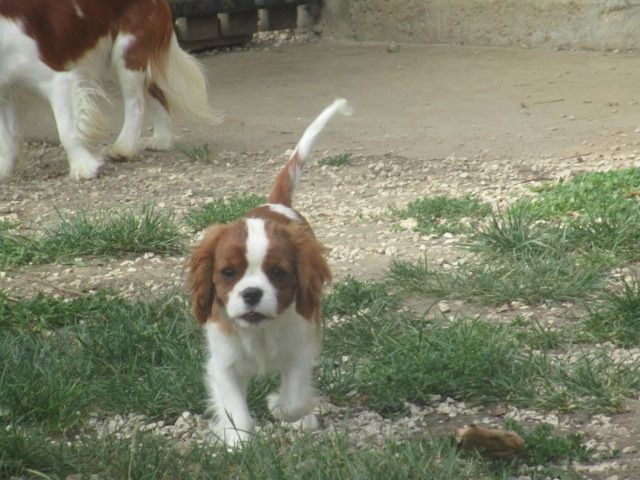 Publication : du Mont D'Alesia Auteur : J Linek