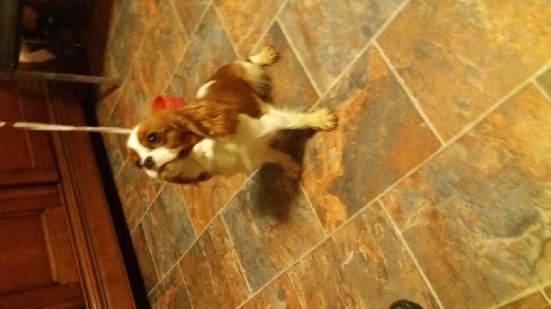 Publication : du Mont D'Alesia Auteur : J Linek