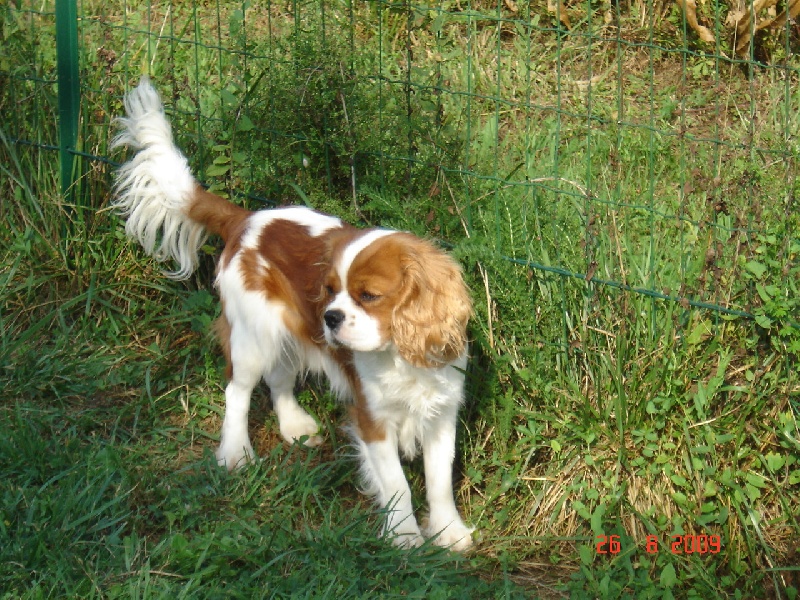 Publication : du Mont D'Alesia Auteur : Jeannine Linek