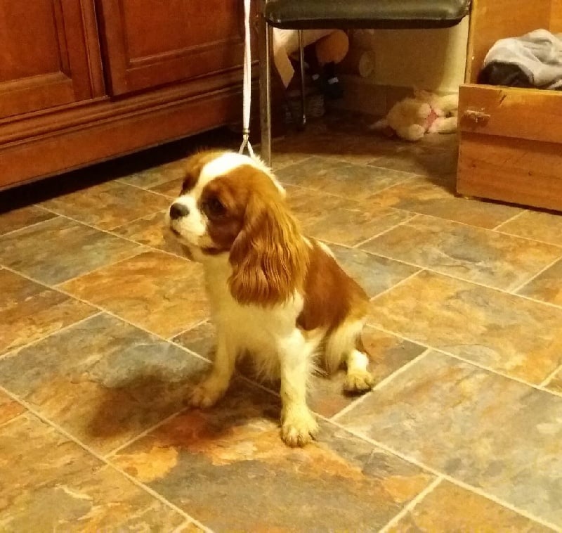 Publication : du Mont D'Alesia Auteur : J Linek