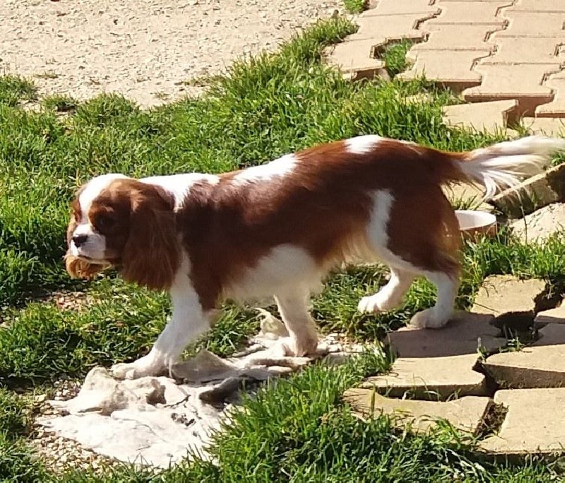 Publication : du Mont D'Alesia Auteur : J Linek