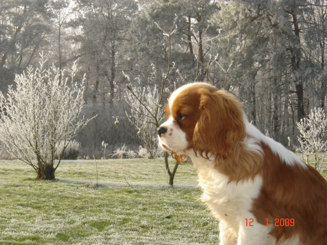 Publication : du Mont D'Alesia Auteur : Jeannine Linek