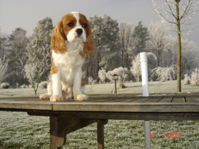 Publication : du Mont D'Alesia Auteur : Jeannine Linek