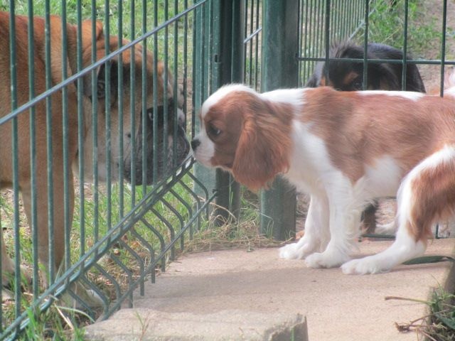 Publication : du Mont D'Alesia Auteur : J Linek