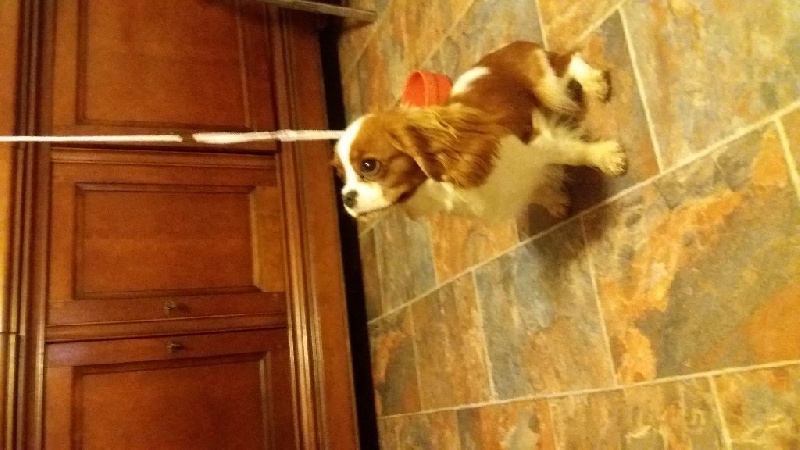 Publication : du Mont D'Alesia Auteur : J Linek