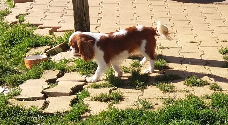 Publication : du Mont D'Alesia Auteur : J Linek