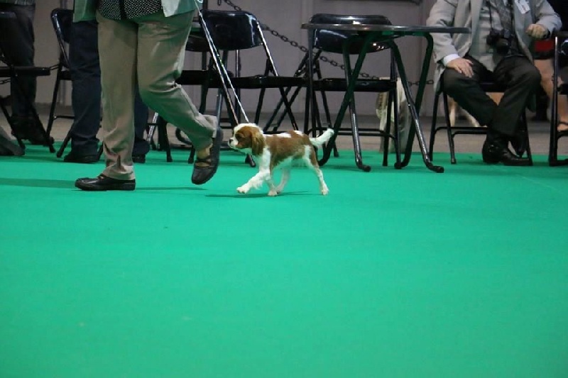 Publication : du Mont D'Alesia Auteur : J Linek