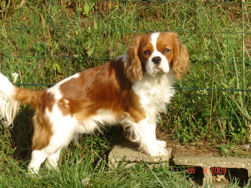 Publication : du Mont D'Alesia Auteur : Jeannine Linek