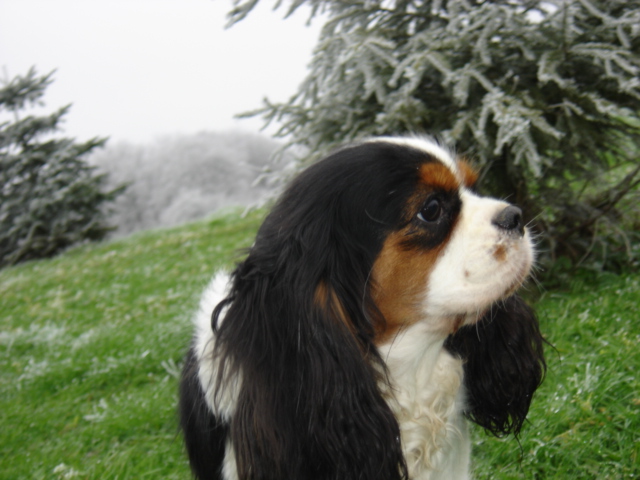 Auteur : JEANNINE LINEK