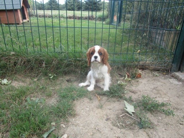 Publication : du Mont D'Alesia Auteur : J Linek