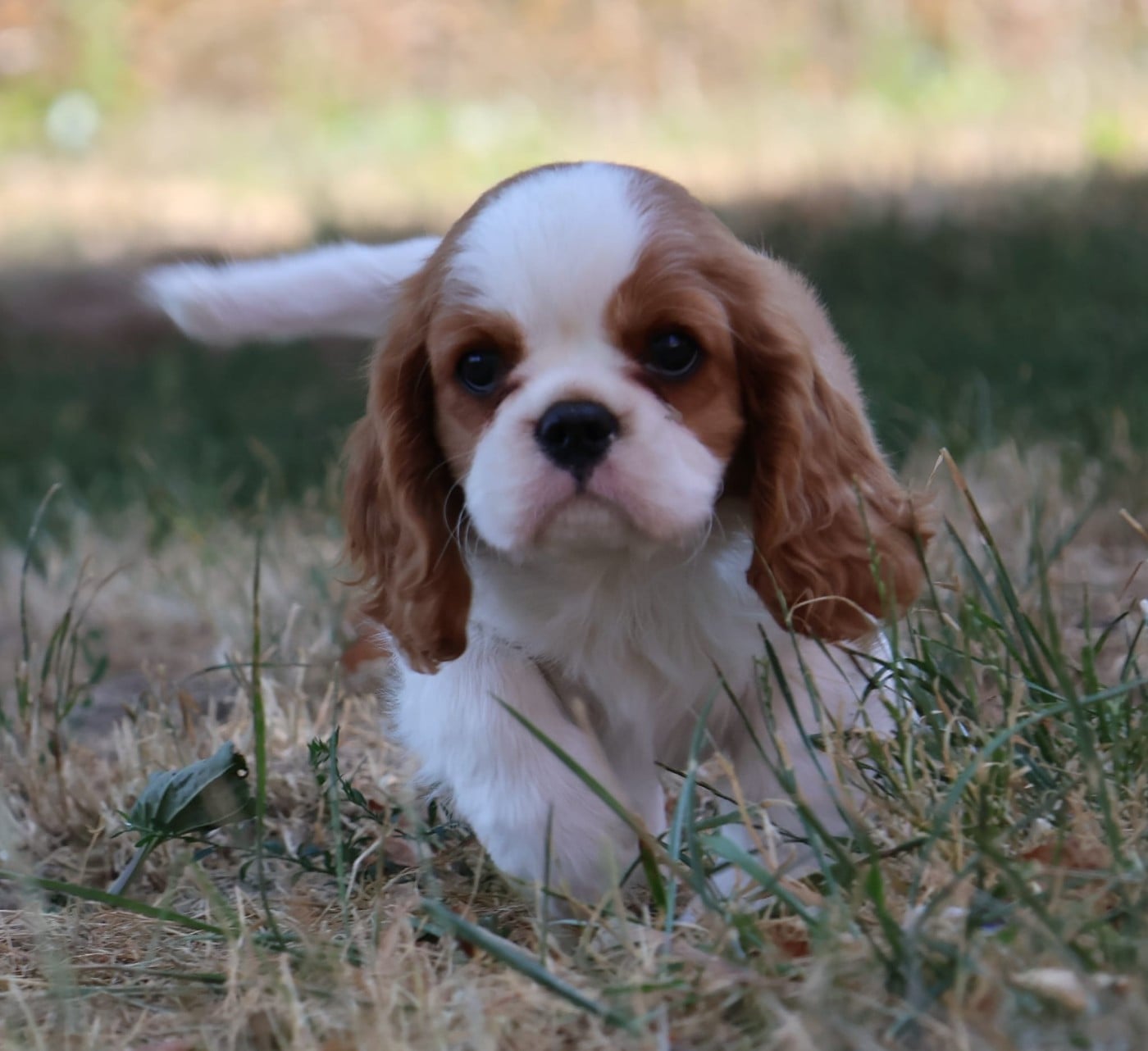 Babylou