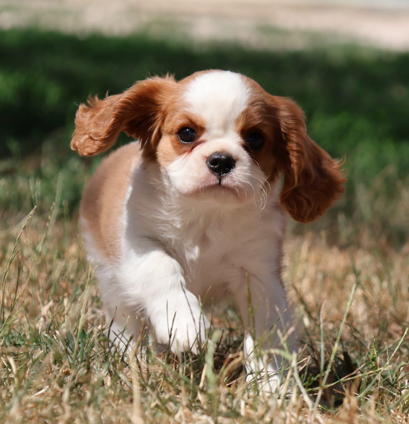 Babylou