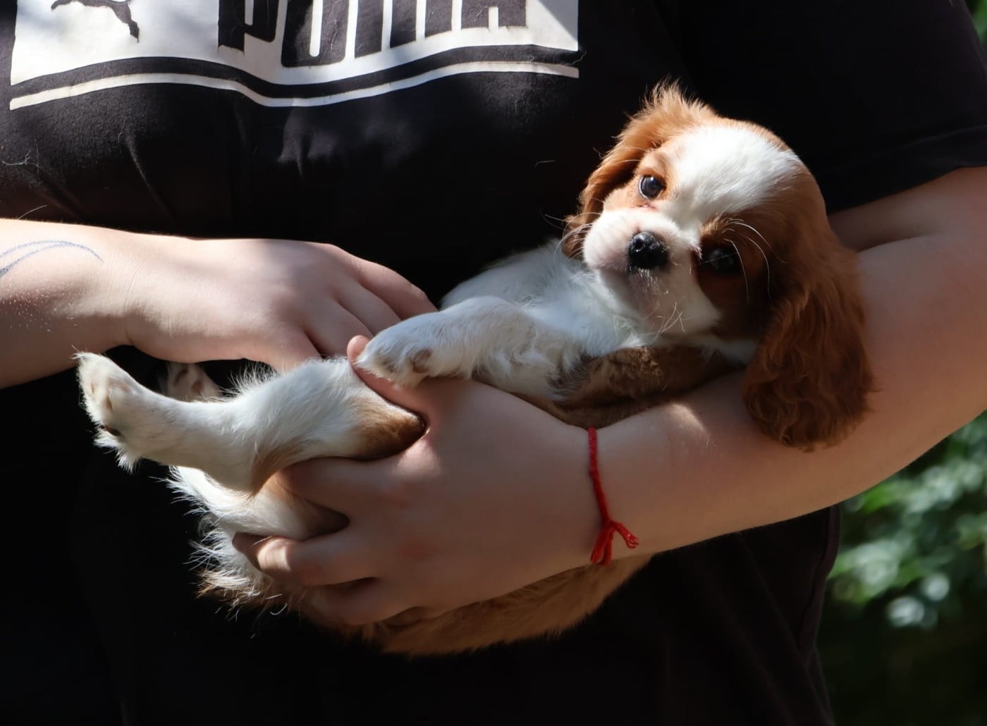 Babylou