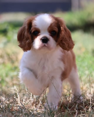 Cavalier King Charles Spaniel