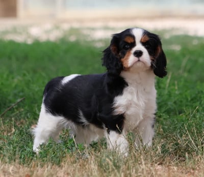 Babylove - Cavalier King Charles Spaniel