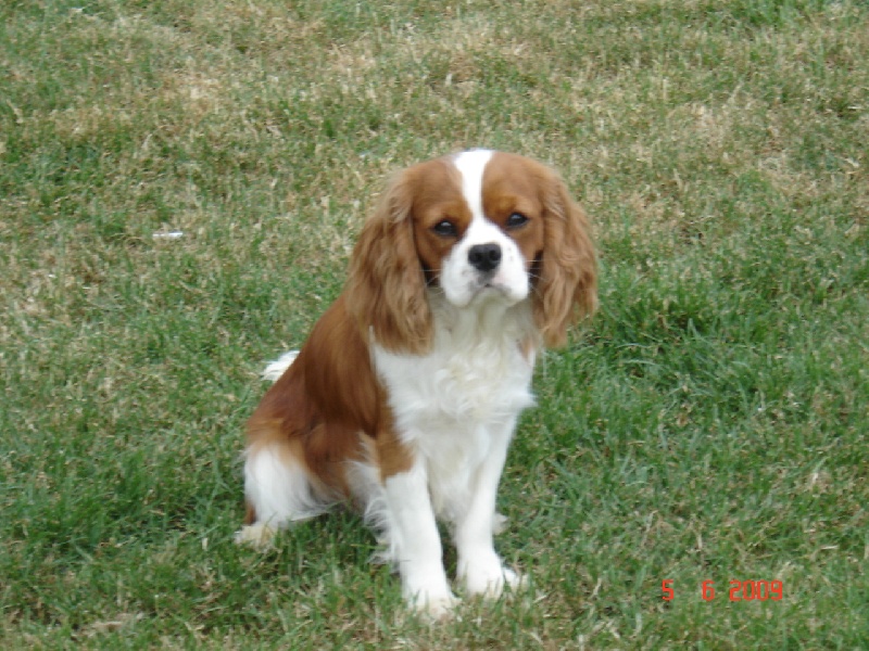 Djeferson du Mont D'Alesia - CACS RCACIB