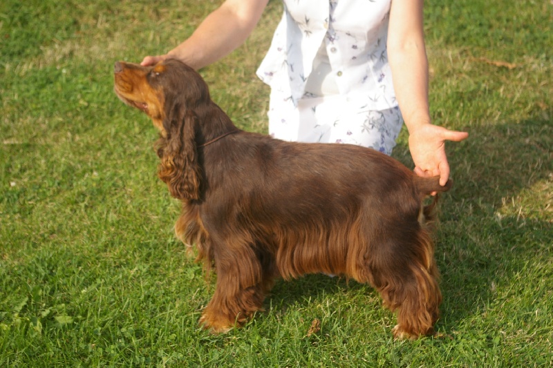 Apollon de made in Roques - Premier excellent,CACS, meilleur de race,meilleur couple ex aequo