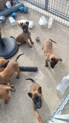 Les chiots de Berger Belge