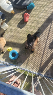 Les chiots de Berger Belge