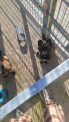 Les chiots de Berger Belge