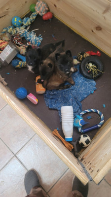 Les chiots de Berger Belge