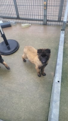 Les chiots de Berger Belge