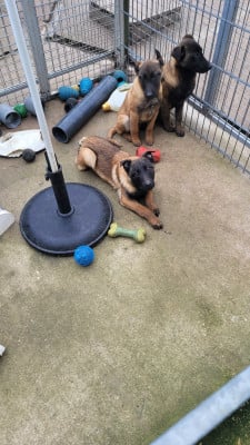 Les chiots de Berger Belge