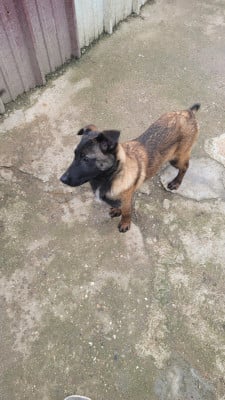 Les chiots de Berger Belge