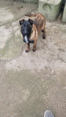 Les chiots de Berger Belge