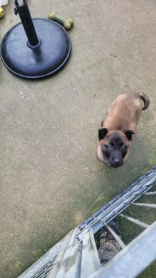 Chiot N°1 - Berger Belge