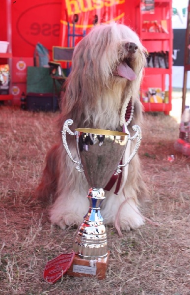 First lady chanel de la Planète de Yoda - 1er Exc CACS - Meilleur de race - 5ème du groupe