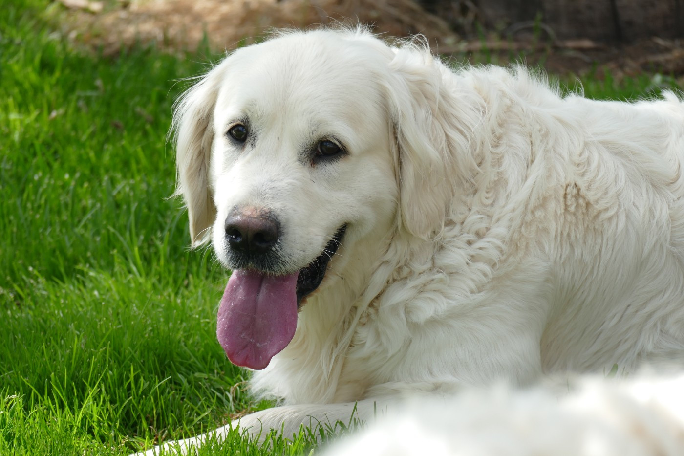 Reine danae de la plaine des peupliers