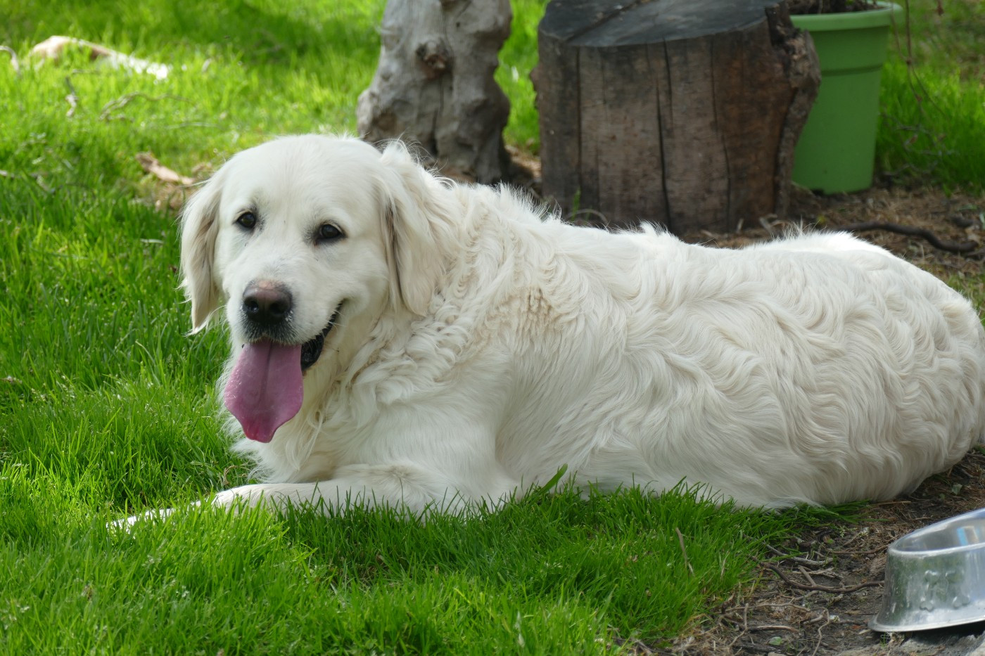 Reine danae de la plaine des peupliers
