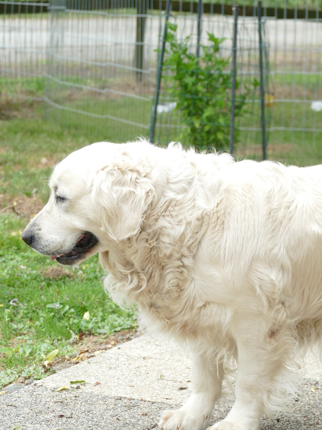 Pom pom girl (Sans Affixe)