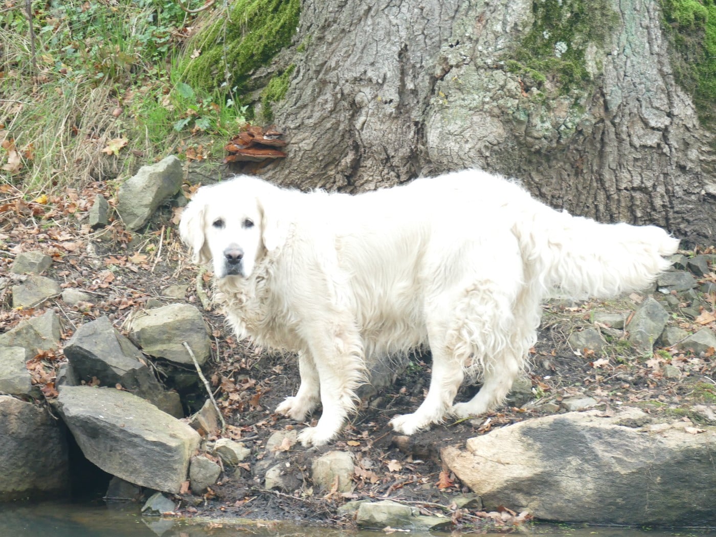Pom pom girl (Sans Affixe)