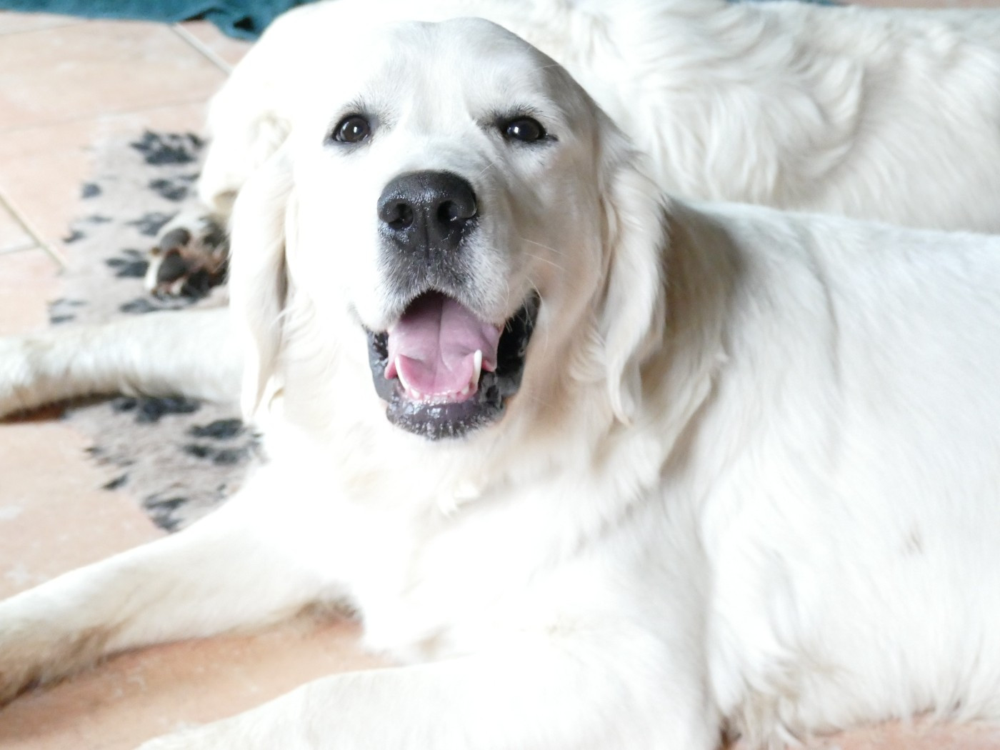 Publication : de la plaine des peupliers