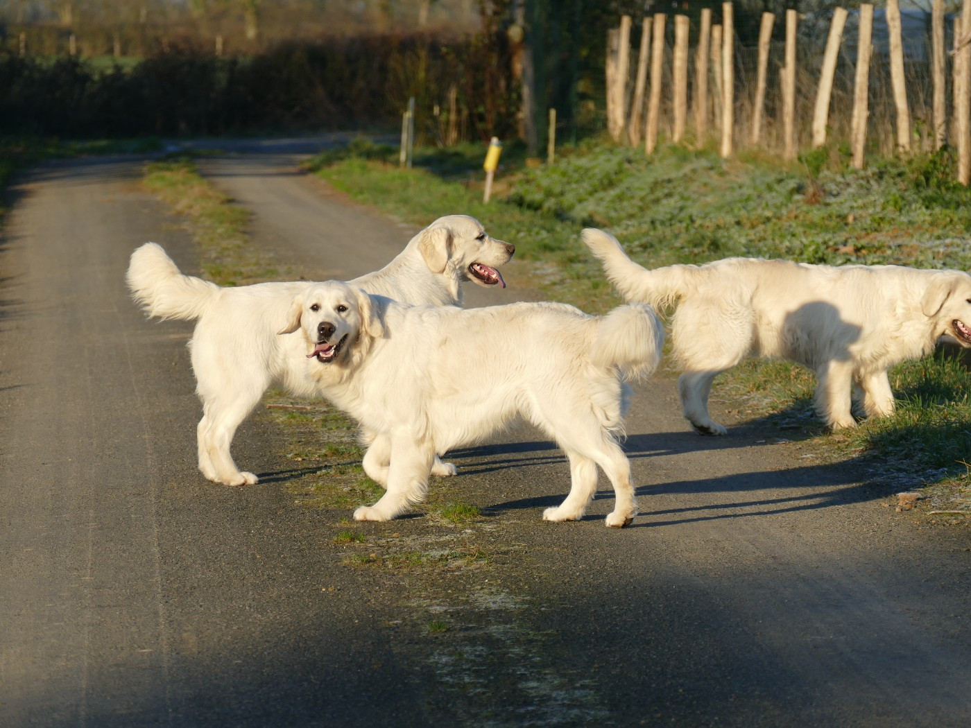Publication : de la plaine des peupliers