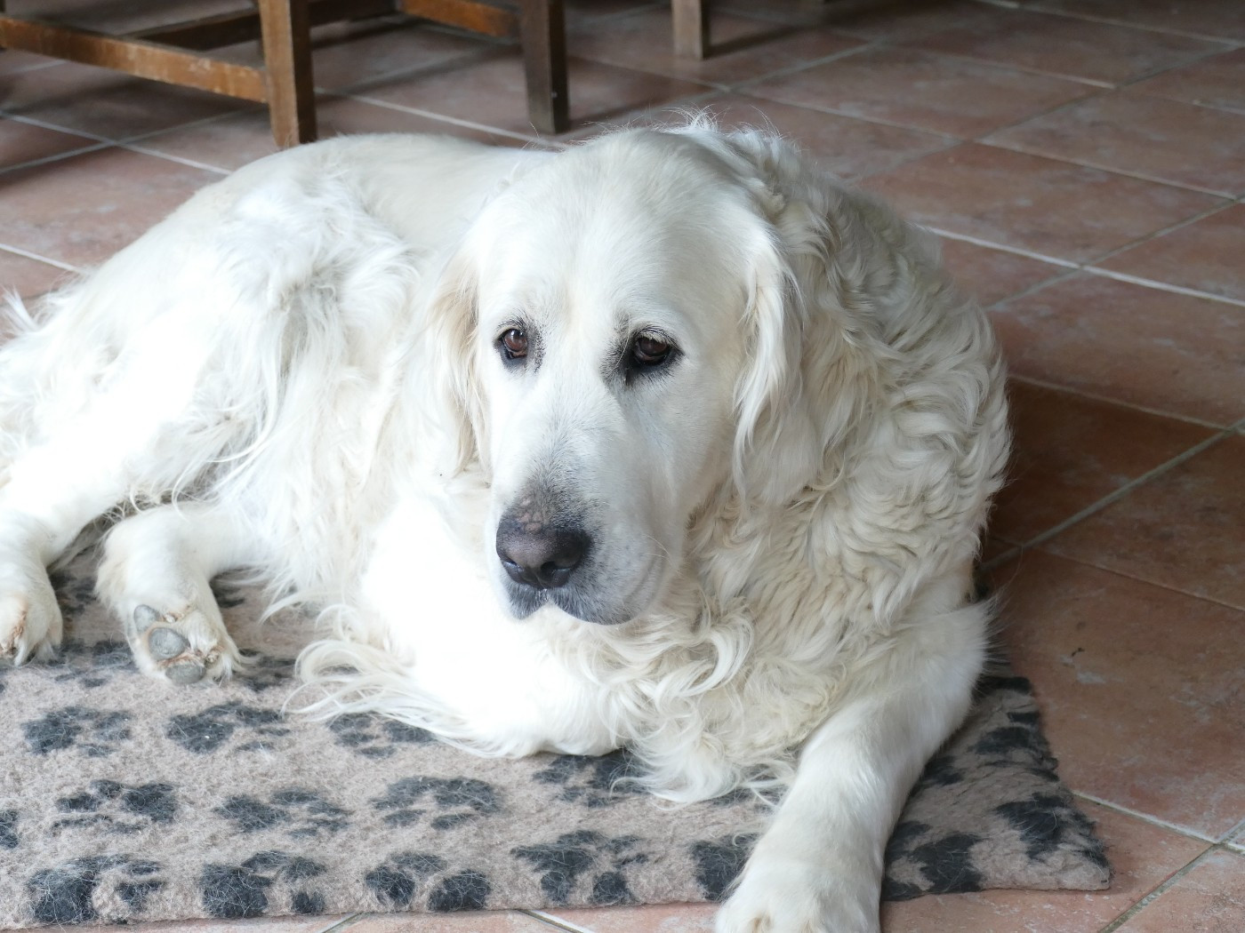Pom pom girl (Sans Affixe)