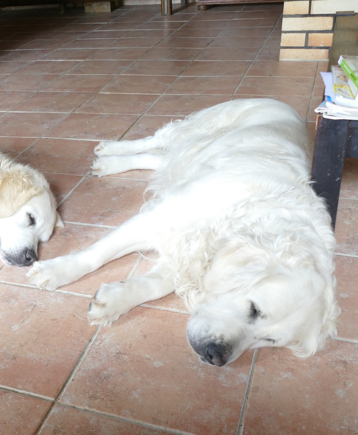 Pom pom girl (Sans Affixe)