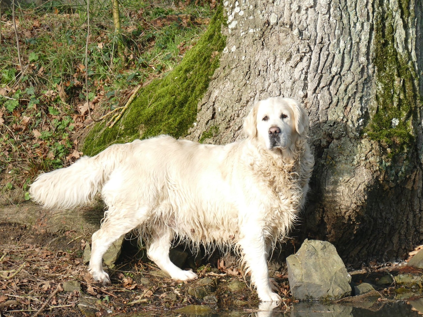 Pom pom girl (Sans Affixe)