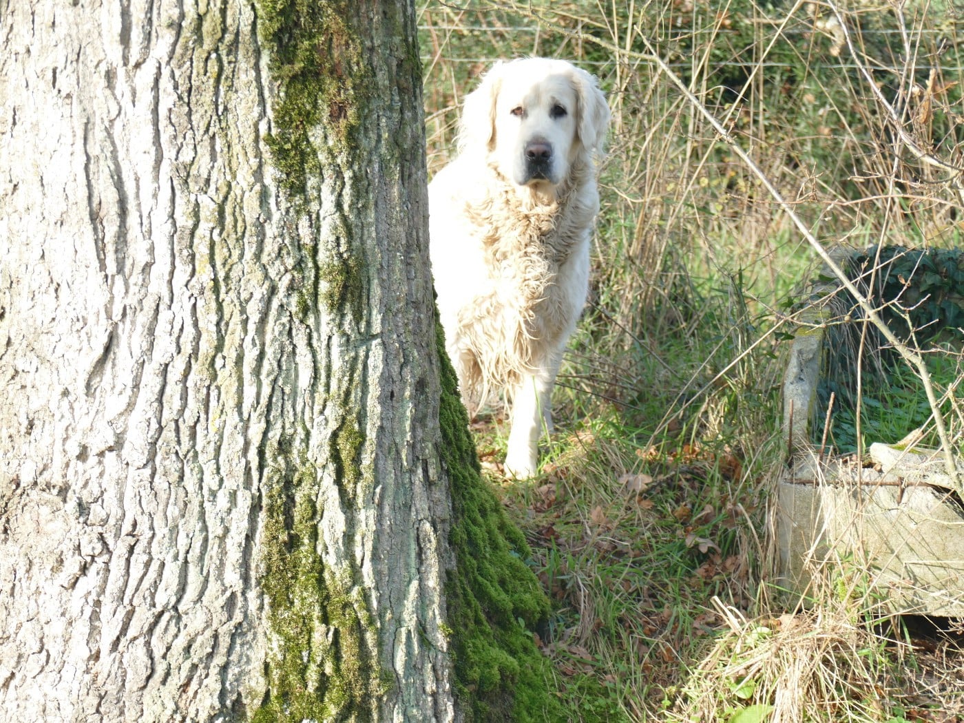 Pom pom girl (Sans Affixe)