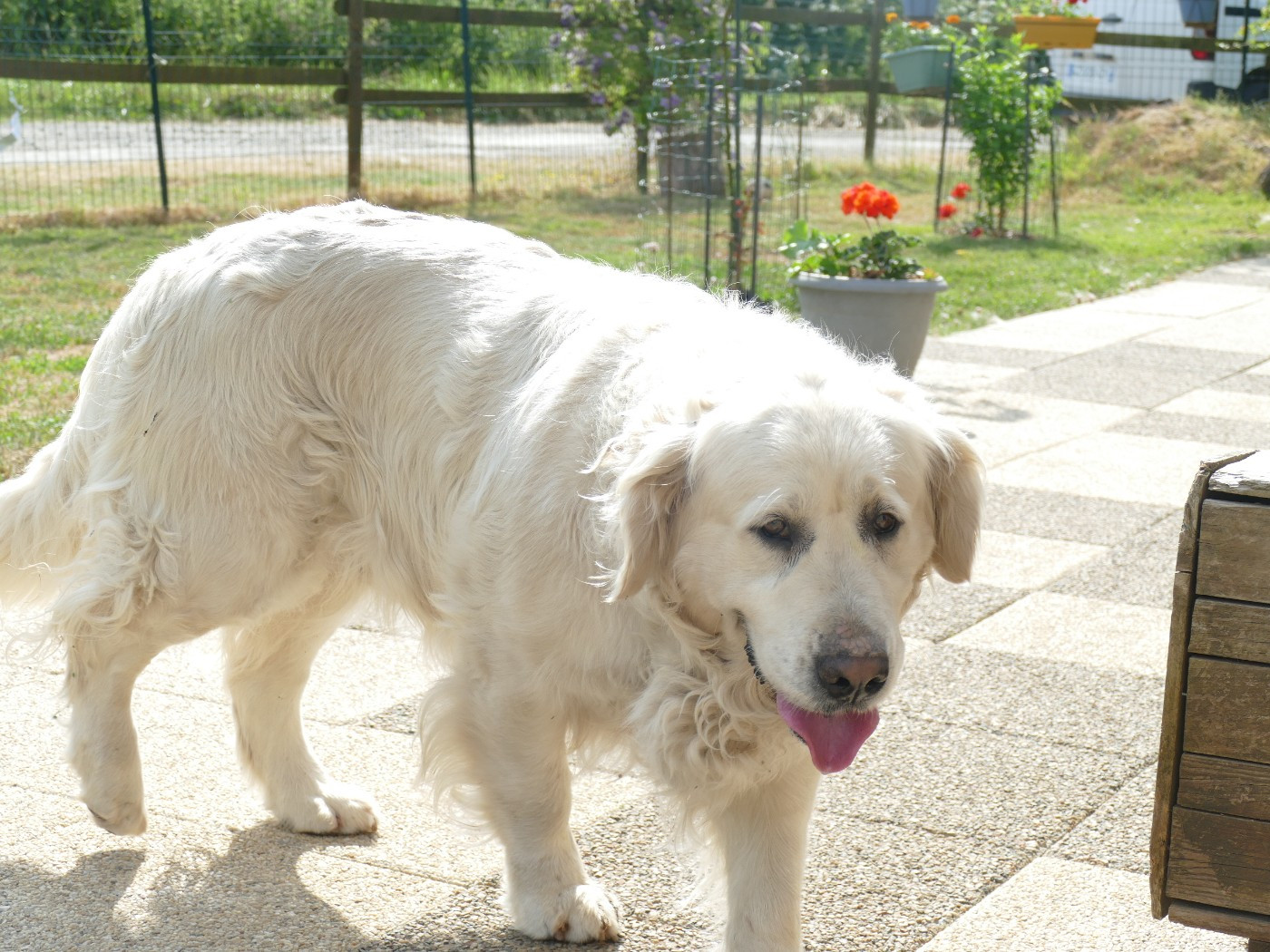 Pom pom girl (Sans Affixe)