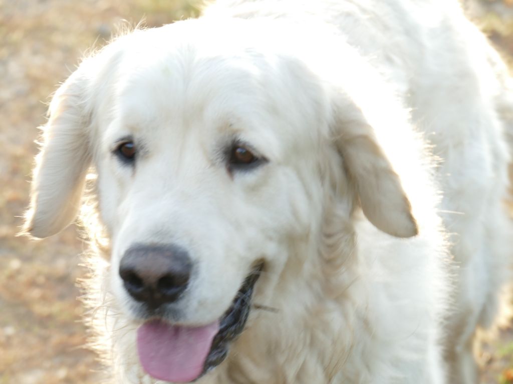 Vince Du Domaine Texan