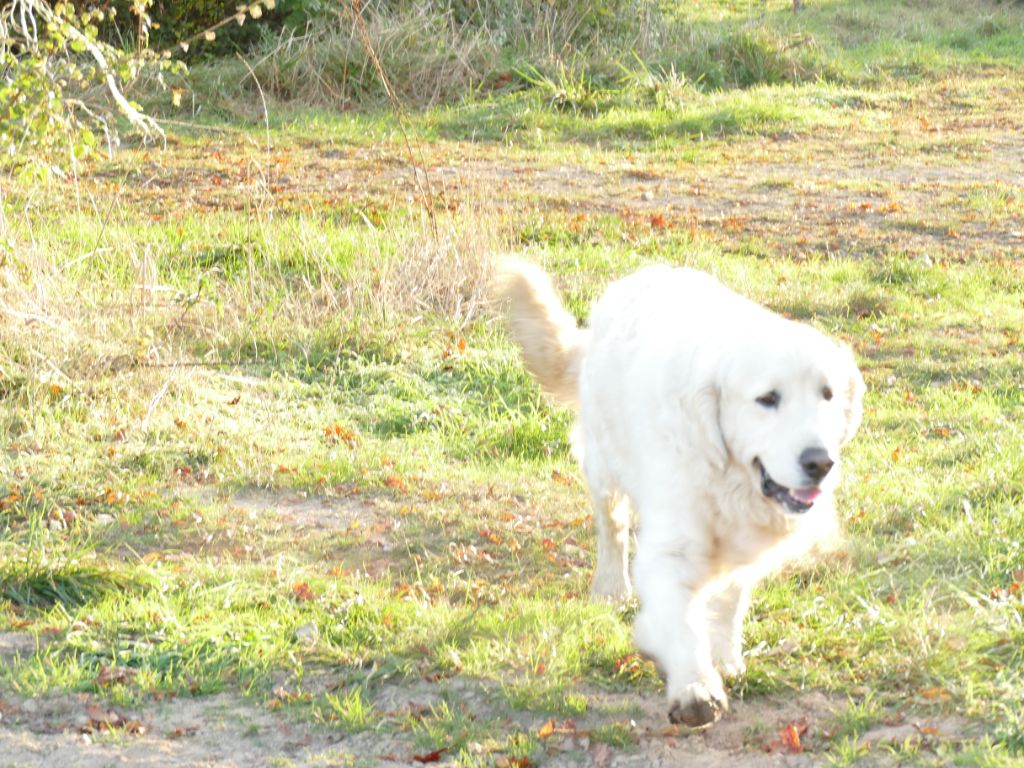 Vince Du Domaine Texan